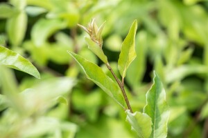 Elaeagnus multiflora kräftig 100- 125 cm