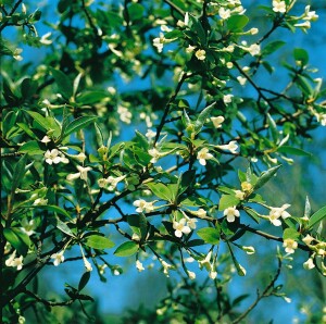 Elaeagnus multiflora kräftig 100- 125 cm