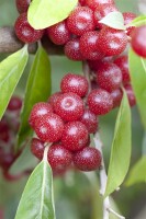 Elaeagnus multiflora kräftig 100- 125 cm