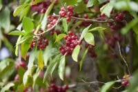 Elaeagnus multiflora kräftig 100- 125 cm