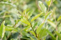 Elaeagnus multiflora kräftig 100- 125 cm