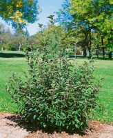 Elaeagnus multiflora kräftig 100- 125 cm