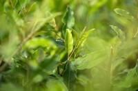 Elaeagnus multiflora kräftig 100- 125 cm