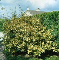 Elaeagnus pungens Maculata 20-30