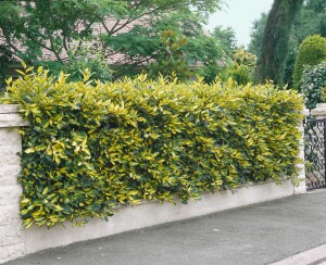 Elaeagnus pungens Maculata 30-40