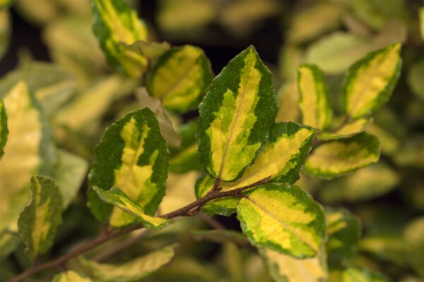 Elaeagnus pungens Maculata 100- 125 cm