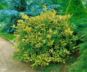 Elaeagnus pungens Maculata 100- 125 cm