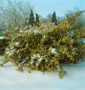 Elaeagnus pungens Maculata 100- 125 cm