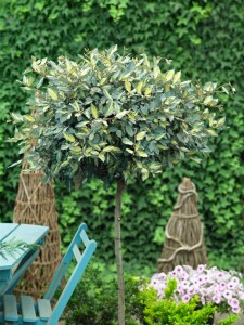 Elaeagnus pungens Maculata 125- 150 cm