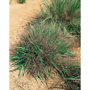 Eragrostis spectabilis Purple Love 30- 40 cm
