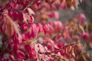 Euonymus alatus kräftig 3xv mB 80- 100 cm kräftig