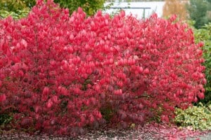 Euonymus alatus kräftig 3xv mB 80- 100 cm kräftig