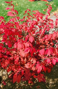 Euonymus alatus kräftig 3xv mB 80- 100 cm kräftig