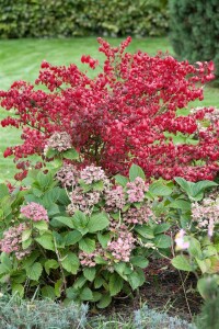 Euonymus alatus kräftig 3xv mB 80- 100 cm kräftig