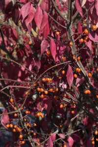 Euonymus alatus kräftig 3xv mB 80- 100 cm kräftig