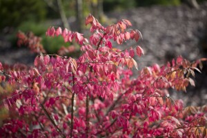 Euonymus alatus kräftig 3xv mB 80- 100 cm kräftig