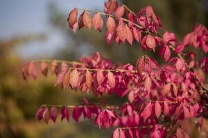 Euonymus alatus kräftig 3xv mB 80- 100 cm kräftig