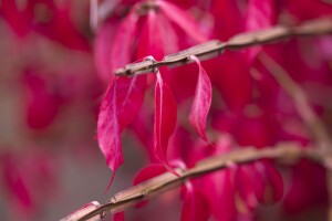 Euonymus alatus kräftig 3xv mB 80- 100 cm kräftig