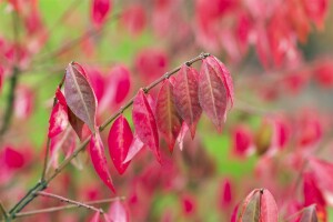 Euonymus alatus kräftig 3xv mB 80- 100 cm kräftig