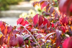 Euonymus alatus kräftig 3xv mB 80- 100 cm kräftig