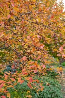 Euonymus alatus kräftig 3xv mB 80- 100 cm kräftig