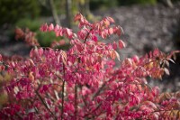 Euonymus alatus kräftig 3xv mB 80- 100 cm kräftig