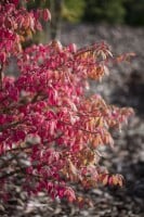 Euonymus alatus kräftig 3xv mB 80- 100 cm kräftig