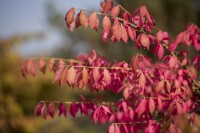 Euonymus alatus kräftig 3xv mB 80- 100 cm kräftig