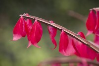 Euonymus alatus kräftig 3xv mB 80- 100 cm kräftig