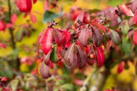 Euonymus alatus kräftig 3xv mB 80- 100 cm kräftig