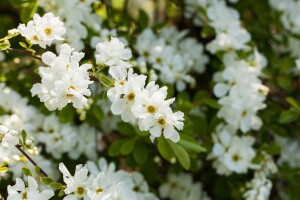 Exochorda macrantha The Bride Sta C12 Krone mehrj. Stammhöhe 80 cm + Krone80