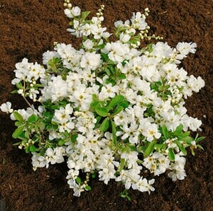 Exochorda macrantha The Bride Sta C12 Krone mehrj. Stammhöhe 80 cm + Krone80