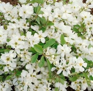 Exochorda macrantha The Bride Sta C12 Krone mehrj. Stammhöhe 80 cm + Krone80