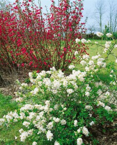 Exochorda macrantha The Bride Sta C12 Krone mehrj. Stammhöhe 80 cm + Krone80