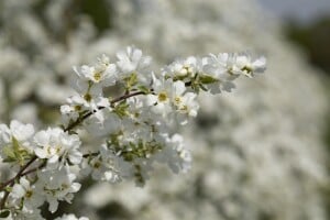 Exochorda macrantha The Bride Sta C12 Krone mehrj. Stammhöhe 80 cm + Krone80