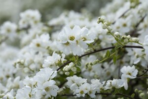 Exochorda macrantha The Bride Sta C12 Krone mehrj. Stammhöhe 80 cm + Krone80