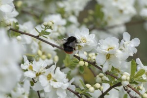 Exochorda macrantha The Bride Sta C12 Krone mehrj. Stammhöhe 80 cm + Krone80