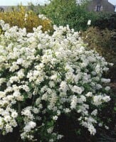 Exochorda macrantha The Bride Sta C12 Krone mehrj. Stammhöhe 80 cm + Krone80