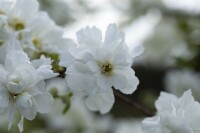 Exochorda macrantha The Bride Sta C12 Krone mehrj. Stammhöhe 80 cm + Krone80