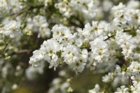 Exochorda macrantha The Bride Sta C12 Krone mehrj. Stammhöhe 80 cm + Krone80