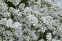 Exochorda macrantha The Bride Sta C12 Krone mehrj. Stammhöhe 80 cm + Krone80