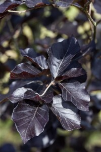 Fagus sylvatica Dawyck Purple 80- 100 cm