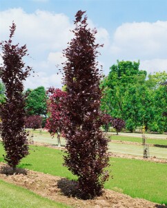 Fagus sylvatica Dawyck Purple 80- 100 cm