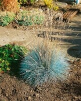 Festuca ovina Elijah Blue Tb 10,5