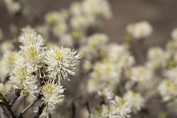 Fothergilla major kräftig C20 80-100