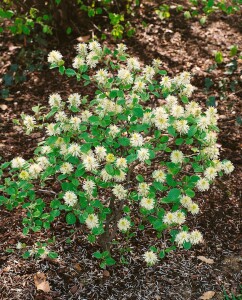 Fothergilla major kräftig C20 80-100