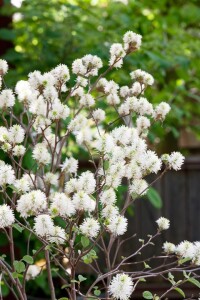 Fothergilla major kräftig C20 80-100