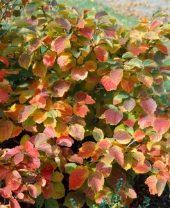 Fothergilla major kräftig C20 80-100