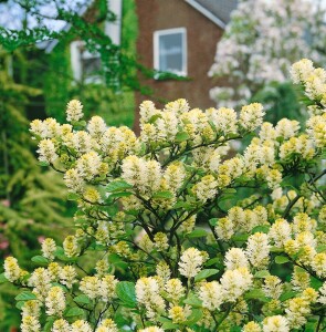 Fothergilla major kräftig C20 80-100