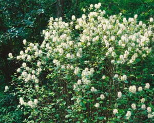 Fothergilla major kräftig C20 80-100